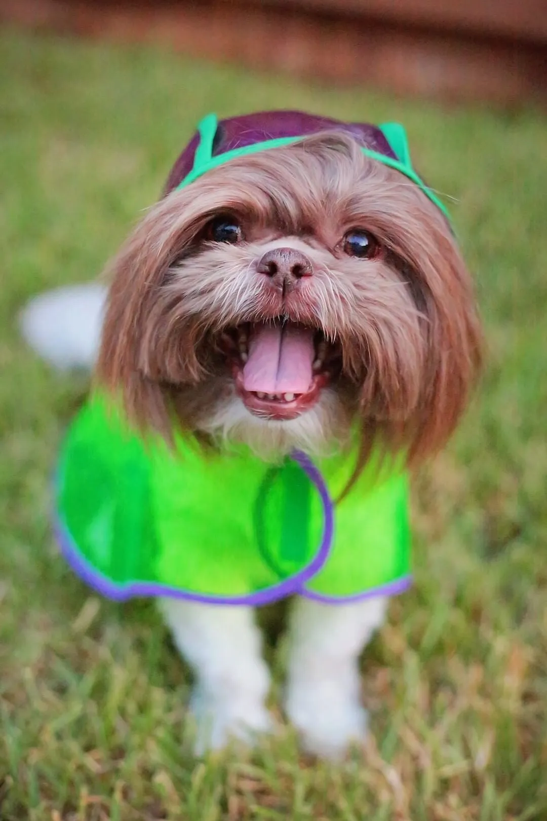 Vinyl Dog Raincoat! Transparent travel raincoat! All breeds!