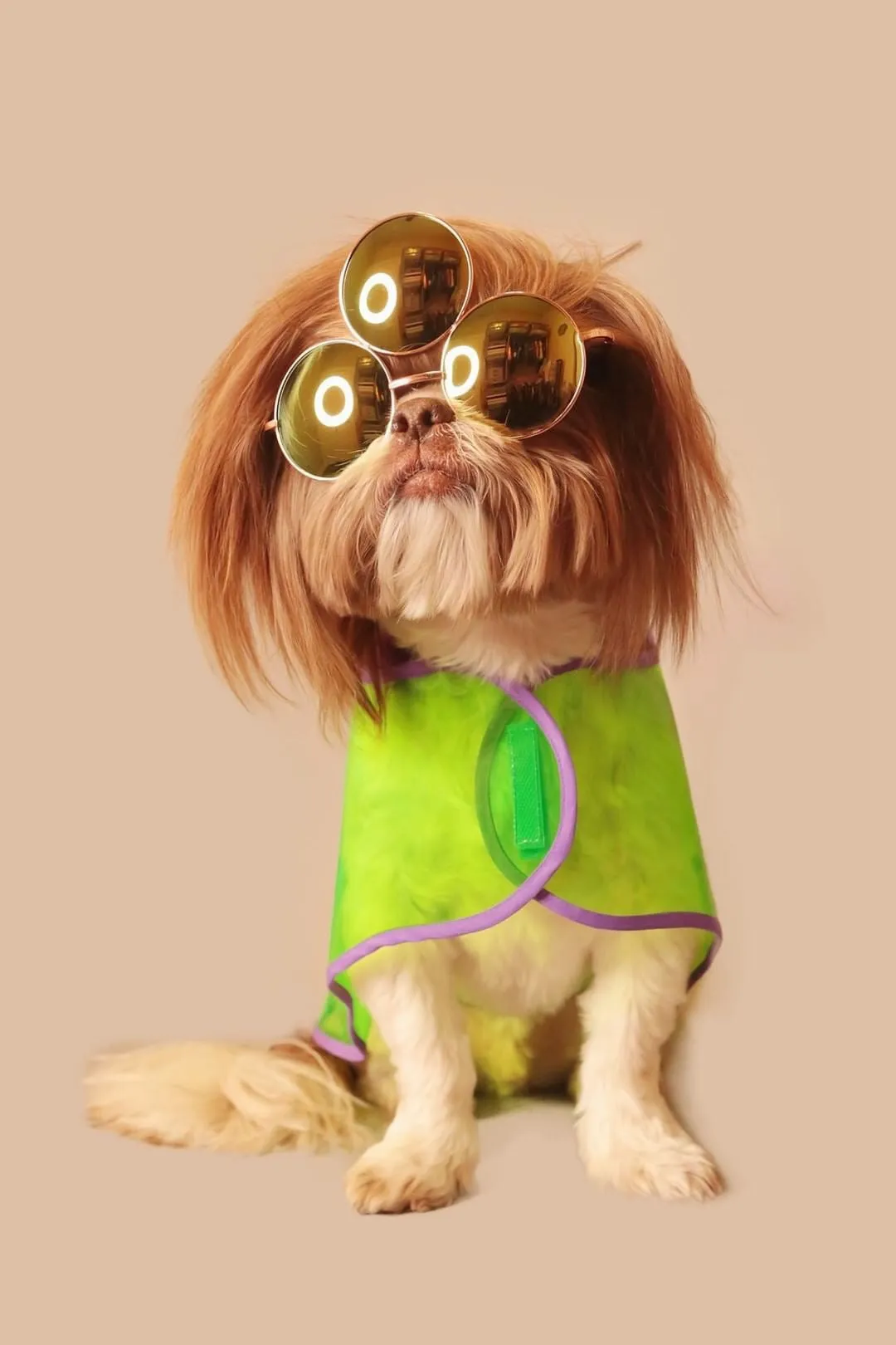 Vinyl Dog Raincoat! Transparent travel raincoat! All breeds!